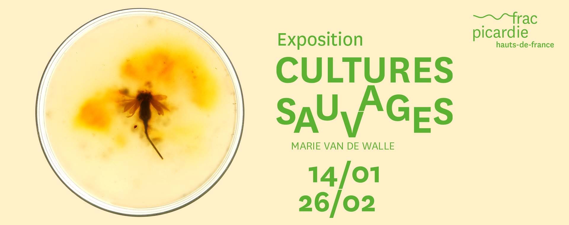 “Cultures Sauvages”